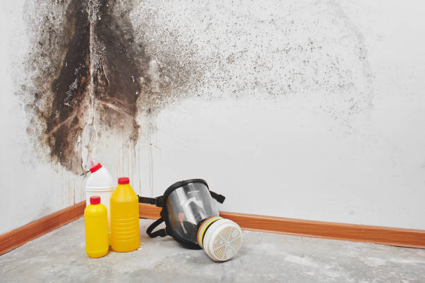 Best Insurance-Related Mold Remediation in Covington, GA