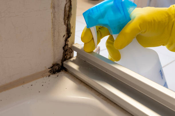 Best White Mold Remediation in Covington, GA