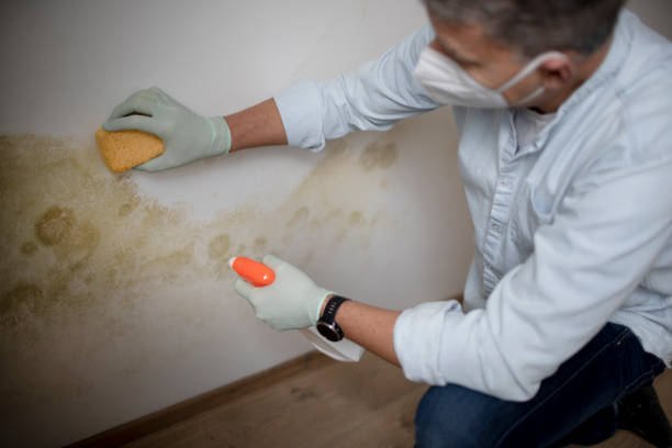 Best DIY Mold Remediation Support Services in Covington, GA