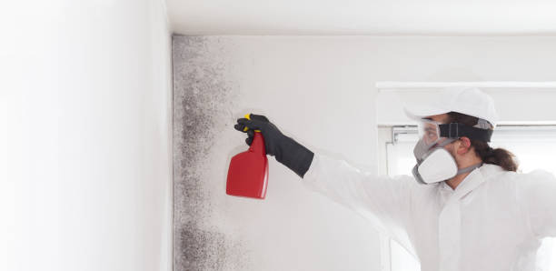 Best Kitchen Mold Remediation in Covington, GA
