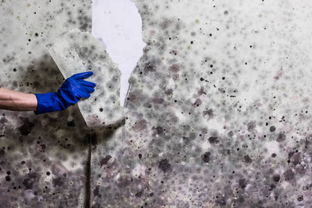 Best Basement Mold Remediation in Covington, GA