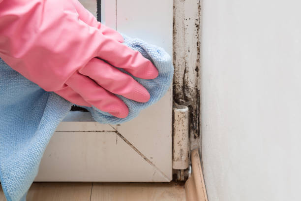 Best Attic Mold Remediation in Covington, GA